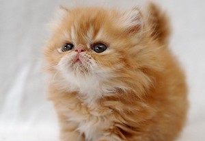 Клички для кошек и котов