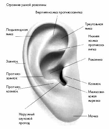 Больно нажимать на ухо внутри