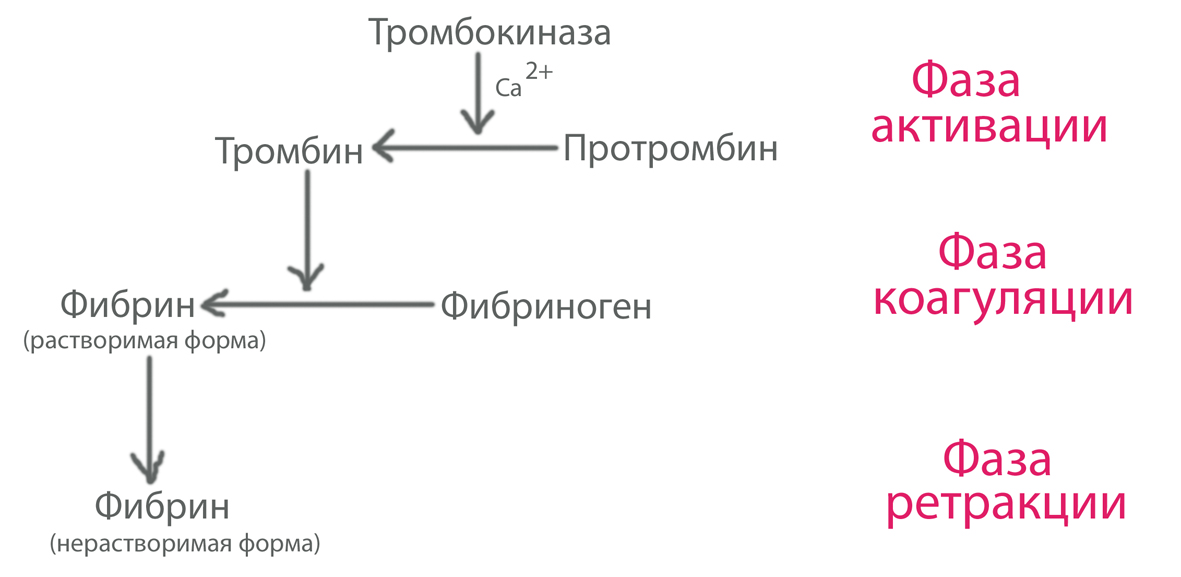 Свертываемость крови норма