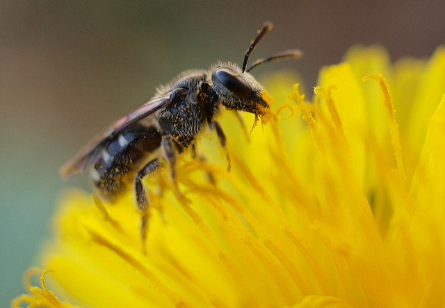 Stingless Bee