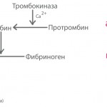 схема свертывания крови