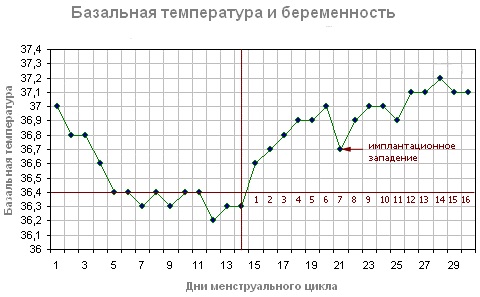 График изменения базальной температуры во время беременности