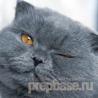 Котик ярко продемонстрировал, как это будет выглядеть!