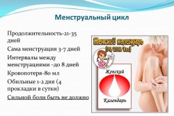Менструальный цикл