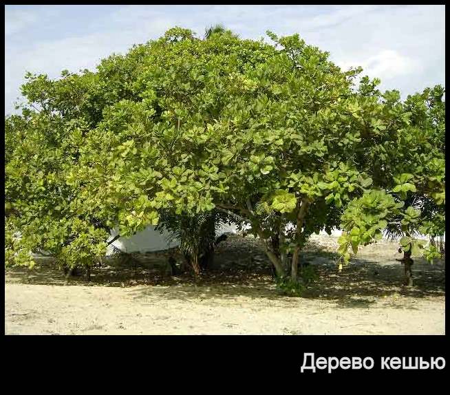 cashew-3
