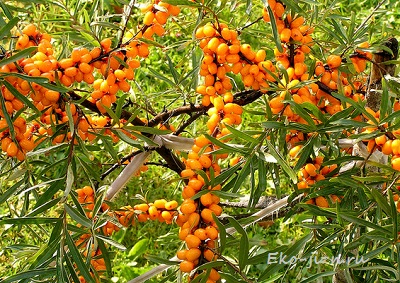 vitamin_C