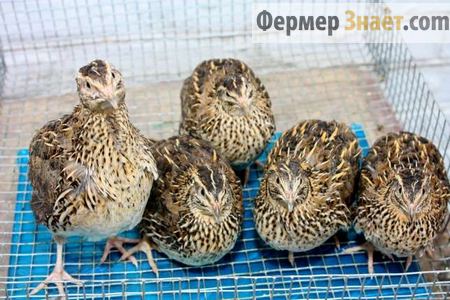 Взрослые птицы