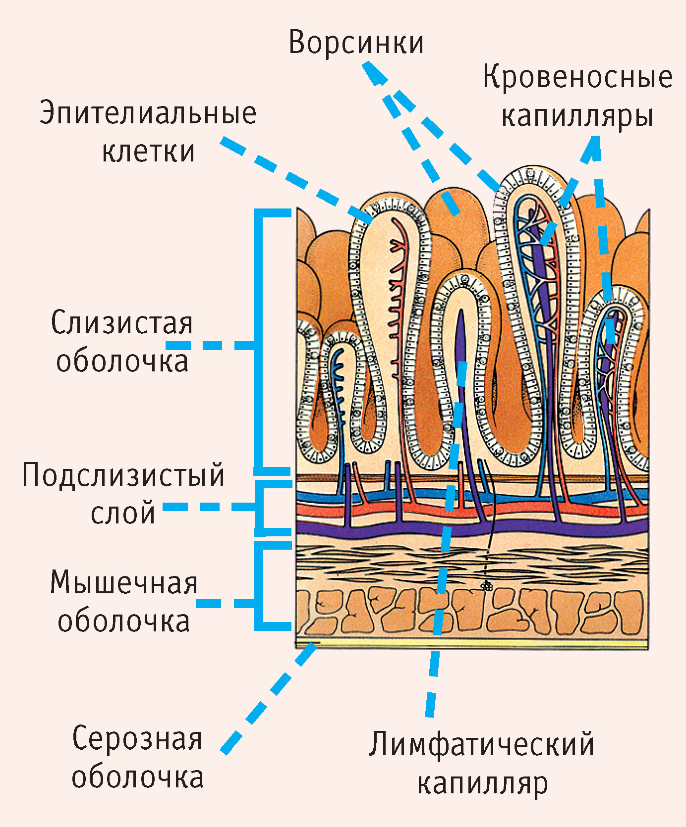 Рис. 2. Кишечные ворсинки: серозная оболочка, мышечная оболочка, подслизистый слой, слизистая оболочка, эпителиальные клетки, ворсинки, кровеносные капилляры, лимфатический капилляр 