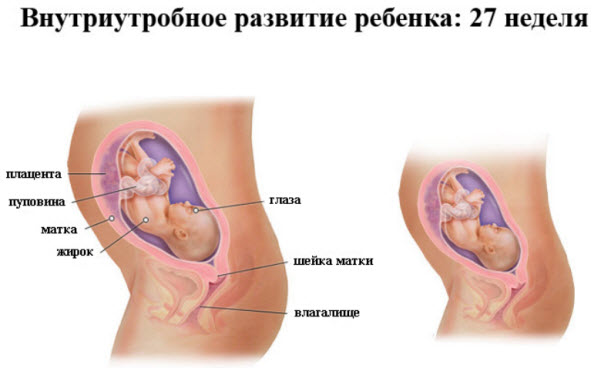 27 неделя беременности