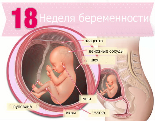 Развитие плода на 18 неделе