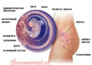 Схема плода на сроке 7 недель