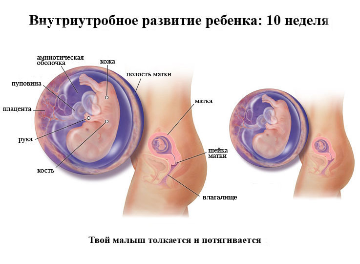 Малыш на десятой неделе