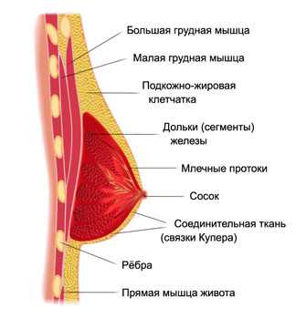 Увеличение груди | Анатомия молочной железы | Увеличение грудных желез