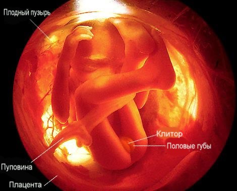 Фото плода: 20 недель