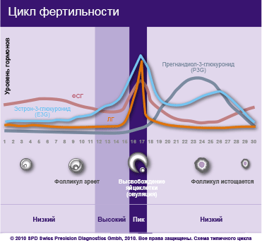 Возможна ли овуляция во время беременности